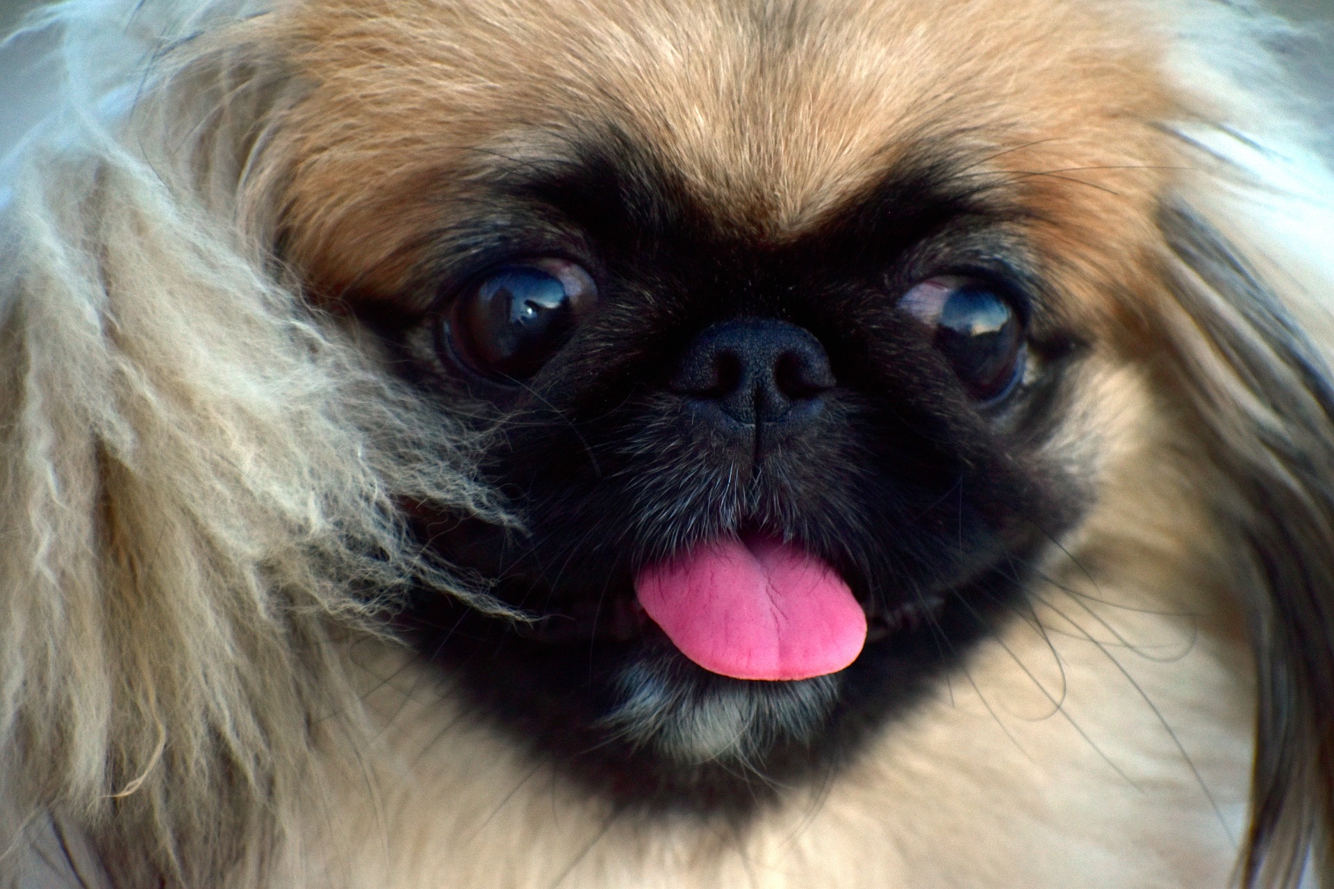 De Pekingees is een hond van het brachycefale ras.